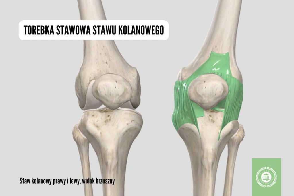 Staw kolanowy anatomia torebka stawowa