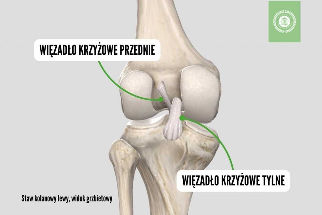 Staw kolanowy anatomia więzadło krzyżowe przednie tylne