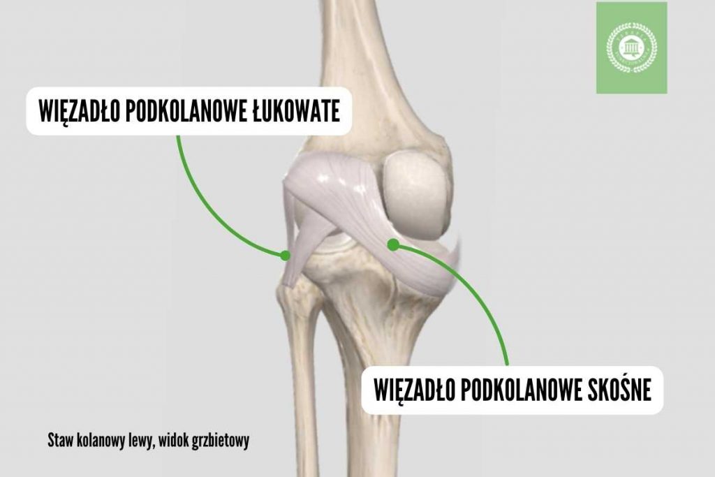 anatomia stawy kolanowego więzadło podkolanowe łukowate skośne