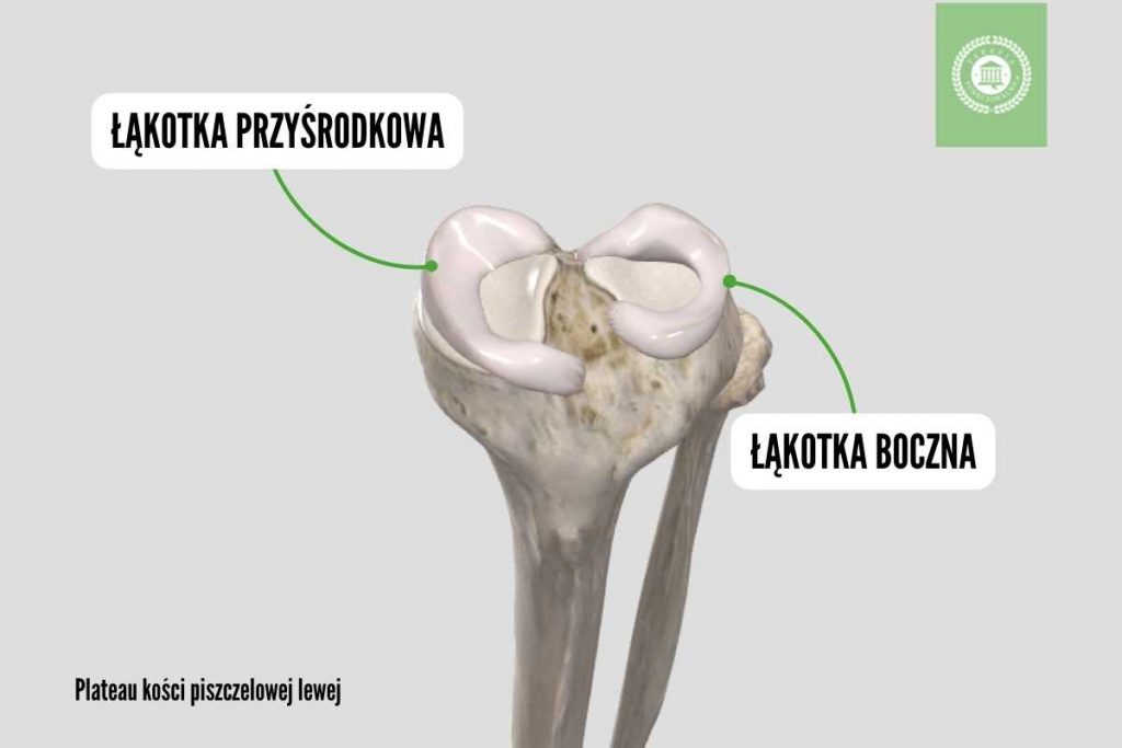 budowa kolana łąkotki łąkotka przyśrodkowa boczna