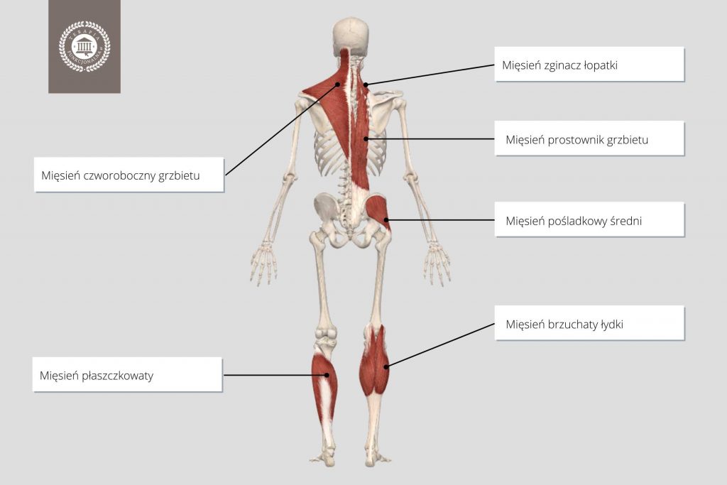 mięśnie posturalne punkty spustowe