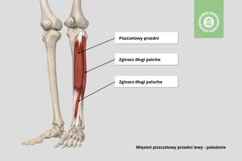 mięsień piszczelowy przedni anatomia położenie