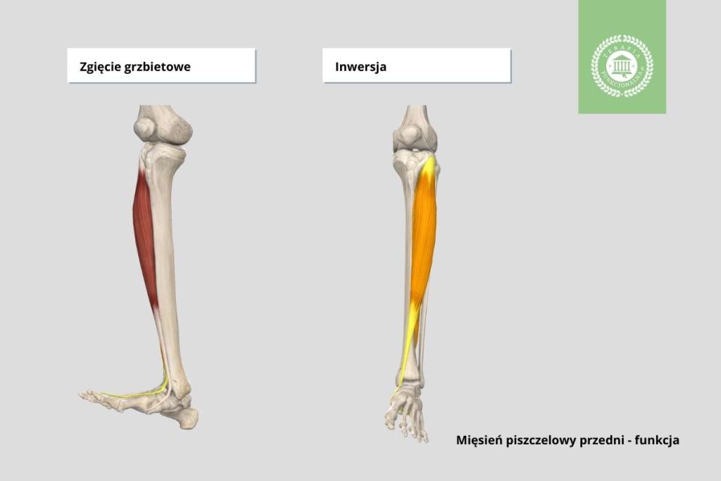 mięsień piszczelowy przedni funkcja