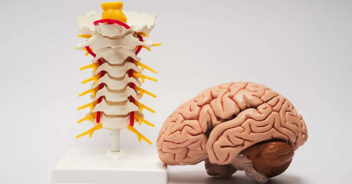 Popraw wyniki leczenia bólu dolnego odcinka kręgosłupa wykorzystując neuroplastyczność